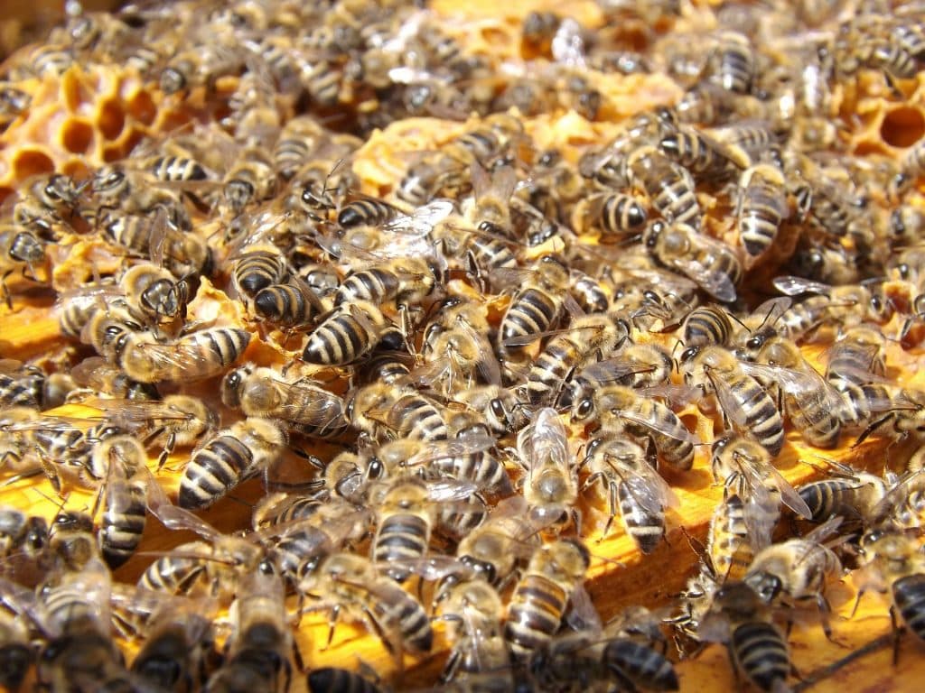 Comment Les Abeilles Fabriquent Elles Le Miel Le Portail Media